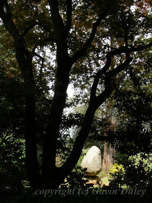 Tree shapes, Tindale Gardens P1040823.JPG